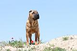 SHAR-PEI 063